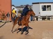 KAMARATON - CAVALLO SALTO OSTACOLI CAT. BREVETTO - 2010