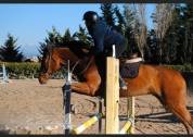 KAMARATON - CAVALLO SALTO OSTACOLI CAT. BREVETTO - 2010