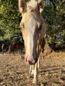 Poulain Sport Palomino Z