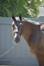 Koka&iuml;ne de Vima - Jument de 6 ans