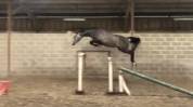Mustang de Vima - Hongre de 4 ans