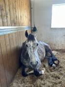 IN VENDITA PULEDRA 5 ANNI ITALIANA-ZONA PERUGIA