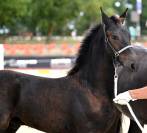 Puledro Frisone In vendita 2026 Nero ,  Jouwe 485