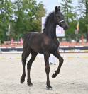 Puledro Frisone In vendita 2026 Nero ,  Jouwe 485
