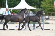 Puledro Frisone In vendita 2026 Nero ,  Jouwe 485