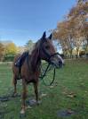 Recherche demi pension pour mon poney dans les landes