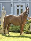 Recherche demi pension pour mon poney dans les landes
