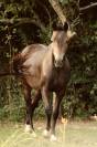 Nashi des absynts &ndash; pfs hongre &ndash; 3 ans