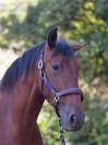Jument pure race espagnole PRE PP