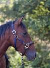Jument pure race espagnole PRE PP