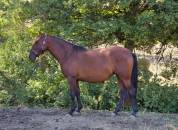 Jument pure race espagnole PRE PP