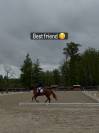 Best friend cheval dressage 