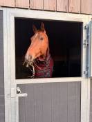 Best friend cheval dressage 