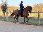 Best friend cheval dressage 