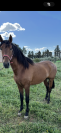 Pur race espagnole entier 5 ans