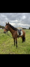 Pur race espagnole entier 5 ans