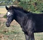 Poulain a vendre 