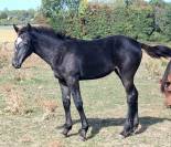 Poulain a vendre 