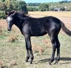 Poulain a vendre 