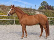 Lot 2 poulini&egrave;res SFO & SF