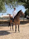 Cheval hongre 