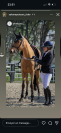 Merrie Duitse rijpony  Te koop 2019 Donker bruin / bai ,  Kantje&rsquo;s Carlando