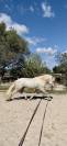 Cheval dressage ma&icirc;tre d&eacute;cole