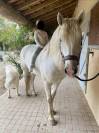 Cheval dressage ma&icirc;tre d&eacute;cole