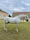 Cheval dressage ma&icirc;tre d&eacute;cole