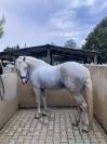 Cheval dressage ma&icirc;tre d&eacute;cole