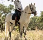 Cheval dressage ma&icirc;tre d&eacute;cole