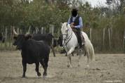 Cheval dressage ma&icirc;tre d&eacute;cole