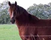 Vend cheval 1,55m, 5 ans, pr&eacute;-debourr&eacute;, entier 