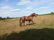 Vend cheval 1,55m, 5 ans, pr&eacute;-debourr&eacute;, entier 