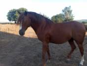 Vend cheval 1,55m, 5 ans, pr&eacute;-debourr&eacute;, entier 