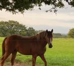 Vend cheval 1,55m, 5 ans, pr&eacute;-debourr&eacute;, entier 