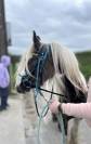 Irish cob ONC