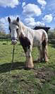 Irish cob ONC