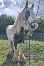 Irish cob ONC