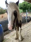 Irish cob ONC