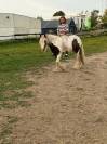 Irish cob ONC