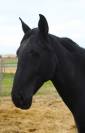 Cheval PRE
