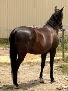 Cheval PRE