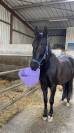 Cheval PRE