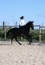 Cheval PRE