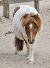 Mini shetland 