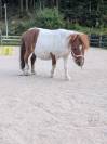 Mini shetland 