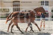 Vice championne de france foal