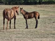 Vice championne de france foal