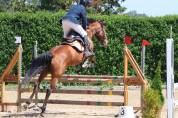 Ocasion, pony D